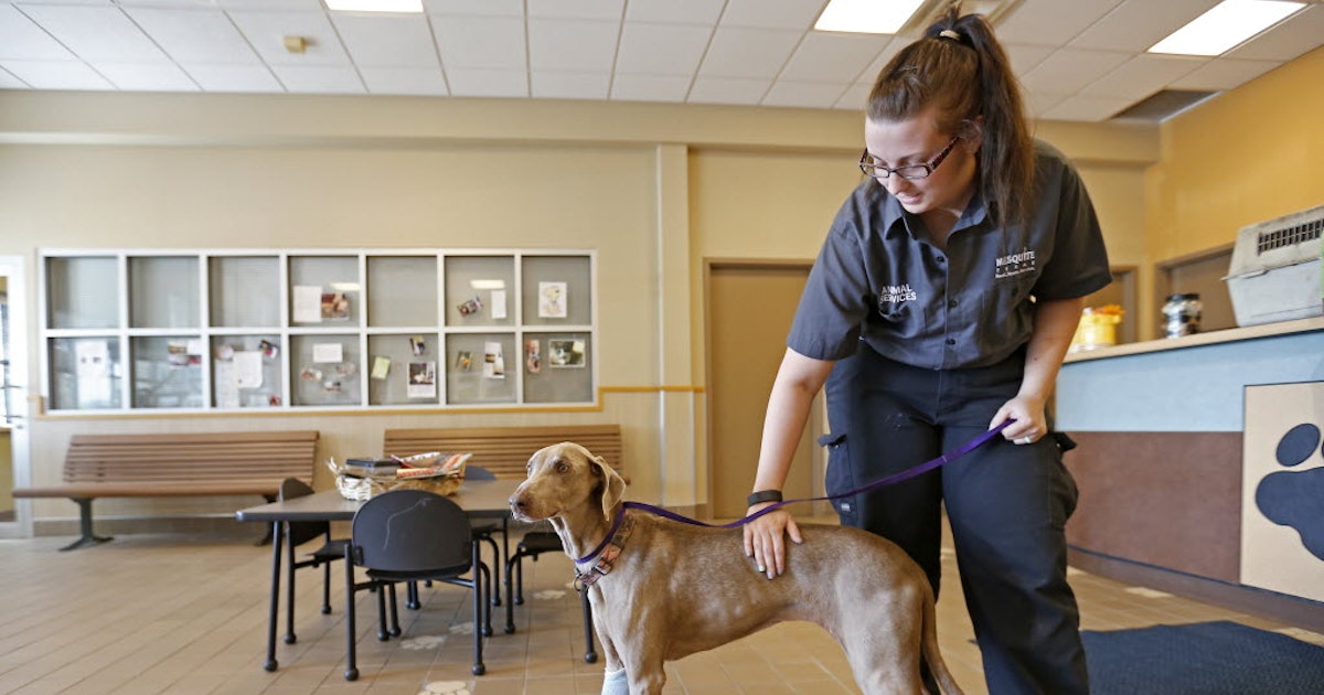 Fixes welcomed at Mesquite Animal Shelter, but morale issues are longer