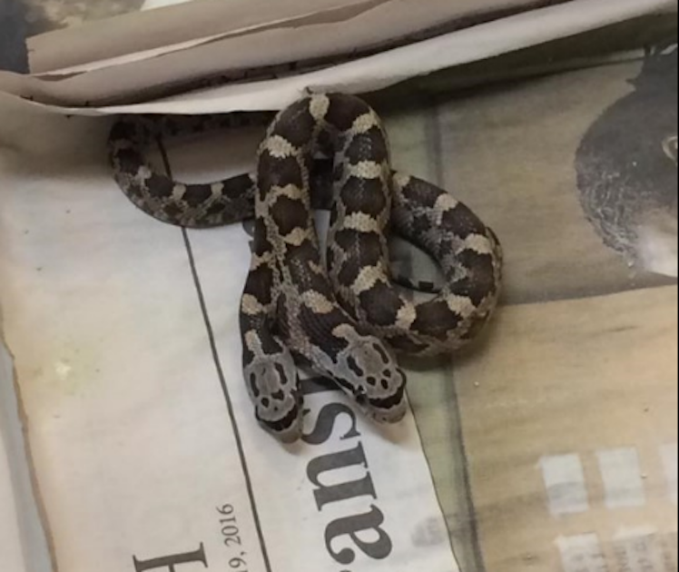 snake escape in grand prairie