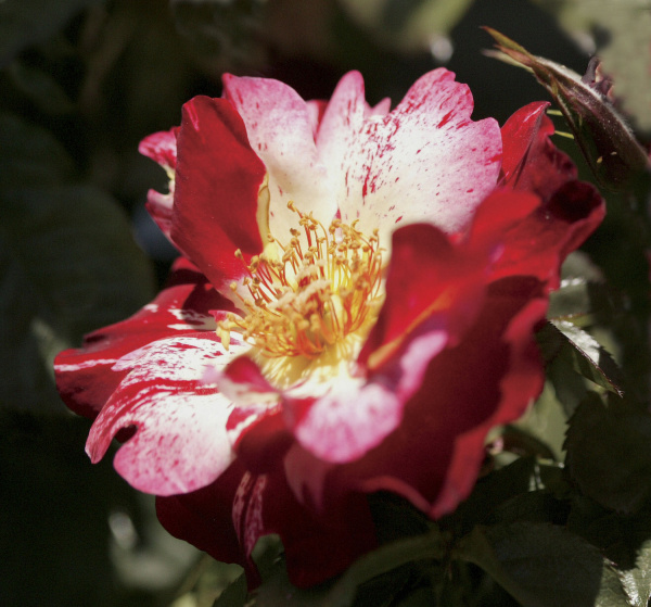 Awardwinning roses have Texas roots Dallas News Life Dallas News