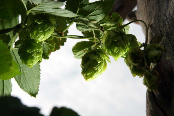 Nursery owner shows off the most reliable plants for Texas gardens