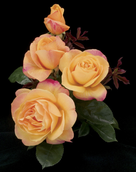 Awardwinning roses have Texas roots Home Dallas News