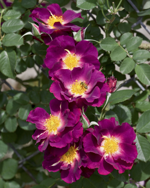 Awardwinning roses have Texas roots Home Dallas News