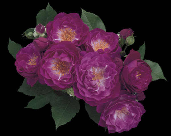 Awardwinning roses have Texas roots Home Dallas News