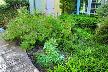 At 92, Dallas woman is the Johnny Appleseed of herbs Gardening Dallas News