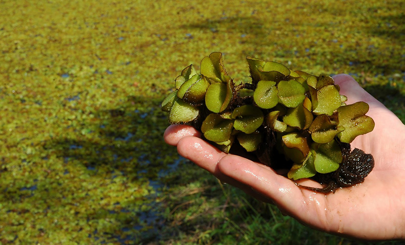 Invasive giant salvinia plant turns up at Lake Fork in