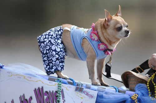 chihuahua shorts