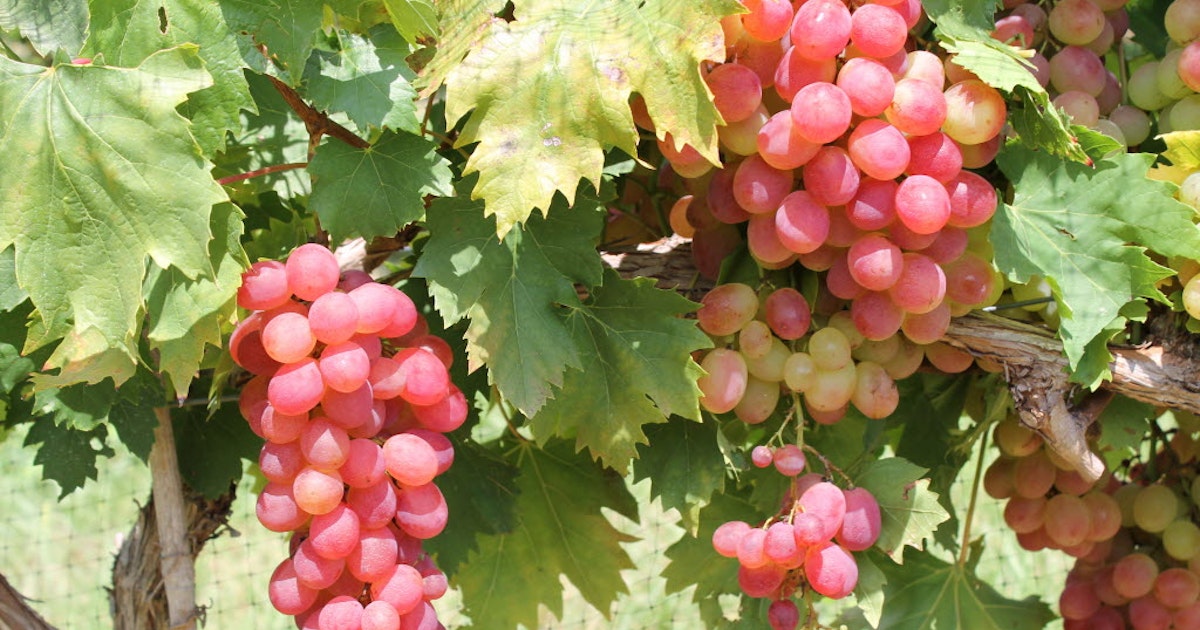 Growing grapes in your backyard is not just an indulgent ...