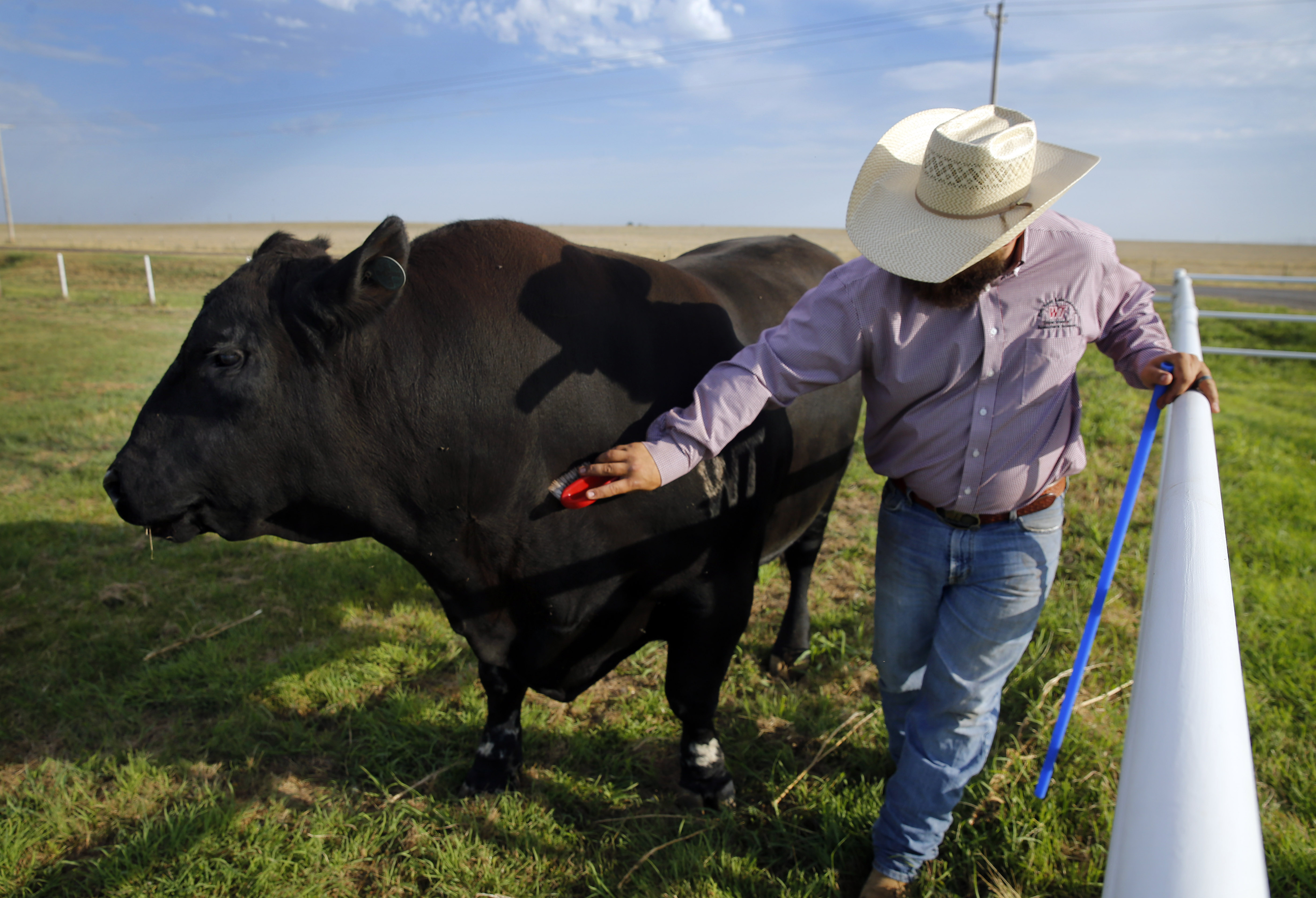 Alpha teen bull from below – Telegraph