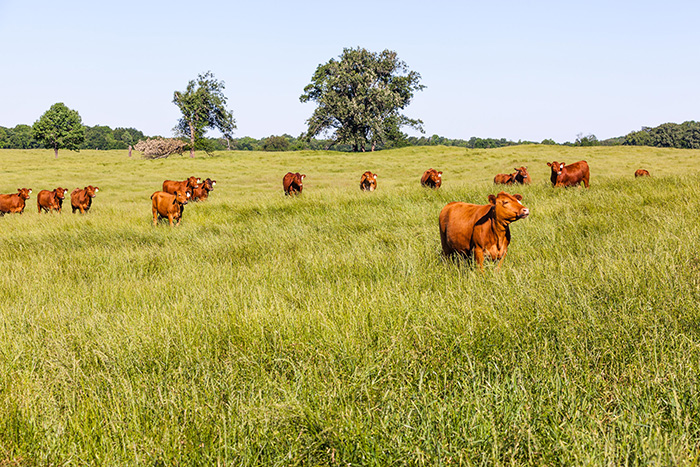 The Vegan Ranch in the Heart of Texan Cattle Country