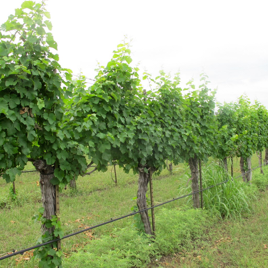 How To See 7 Top Texas Wineries In One Hill Country Weekend