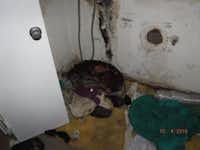 <p>Bella was <span style="font-size: 1em; background-color: transparent;">found Oct. 4 on a "heap of filthy laundry" inside the house in the 200 block of Taranto in East Houston.</span></p>Houston Humane Society