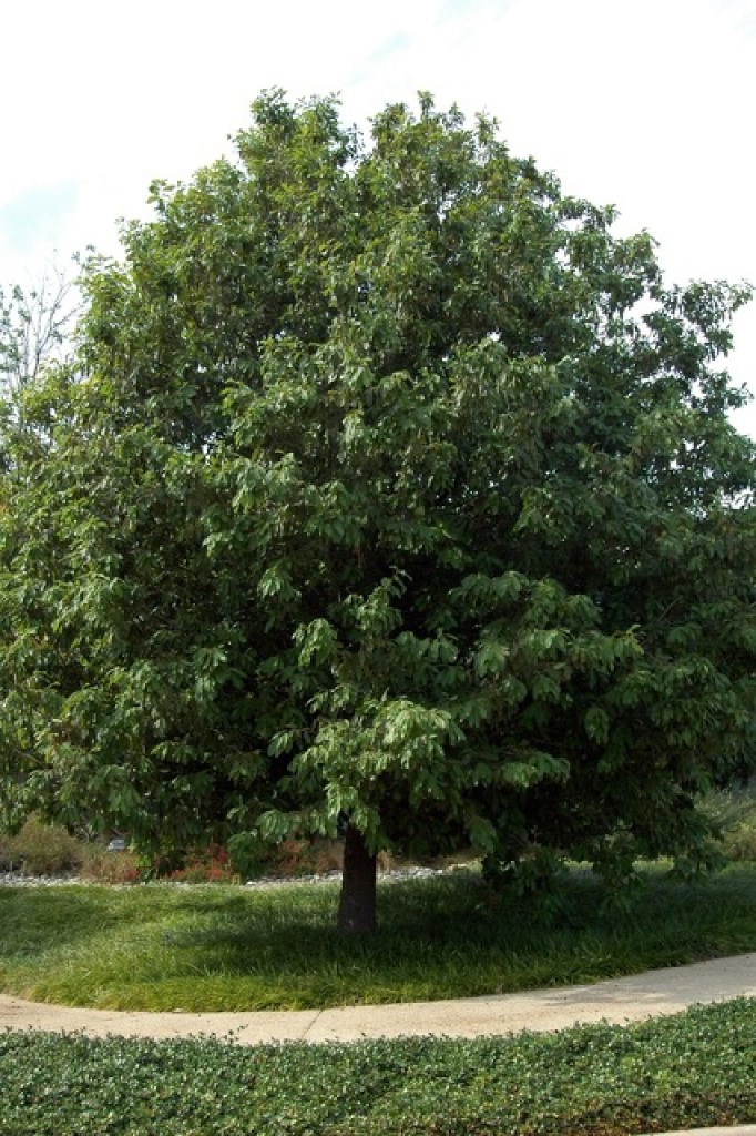 Try this evergreen shade tree instead of the overused live oak Gardening Dallas News