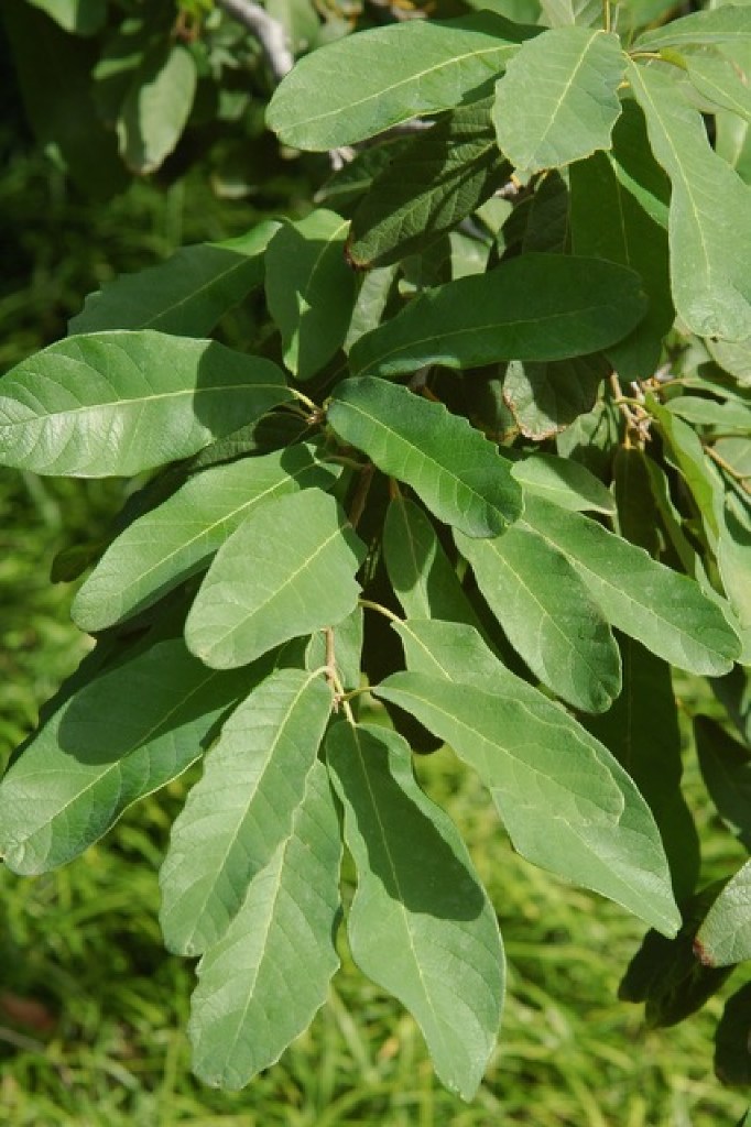 Try this evergreen shade tree instead of the overused live oak Gardening Dallas News
