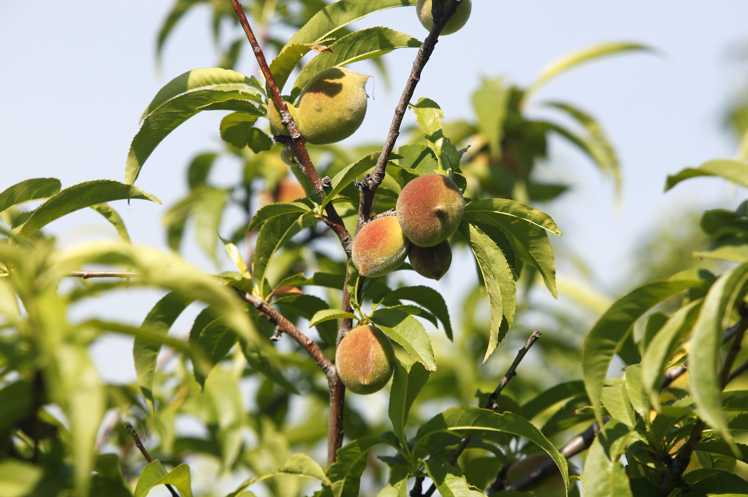 Here's how to properly plant a fruit tree in clay soil Gardening Dallas News