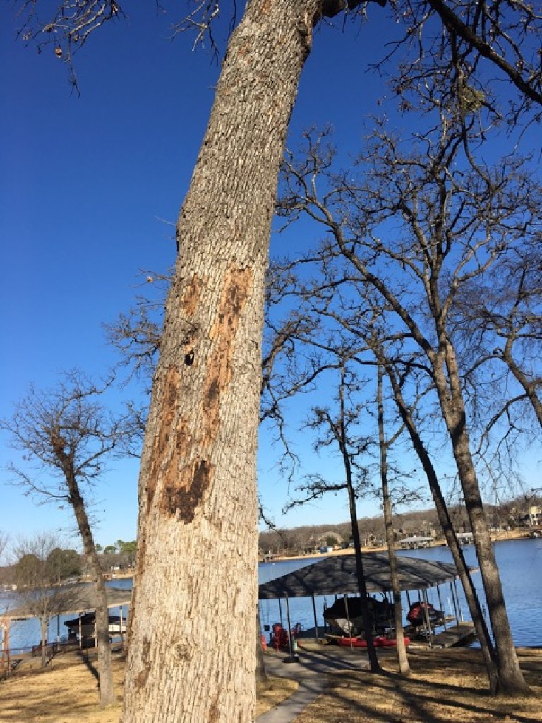 Why is the bark falling off of this lakeside oak tree? Gardening