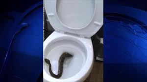 https://dallasnews.imgix.net/1486407694-toiletsnake.jpg