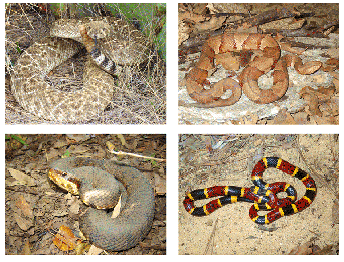 Snakes of North Texas | Texana | Dallas News1200 x 915