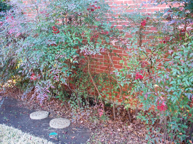 How to help your nandina bushes when they start to thin out Gardening