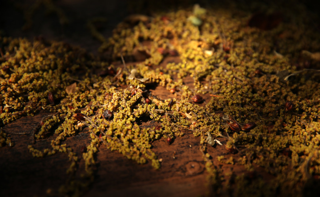 How to prepare for the golden onslaught of pollen season Better