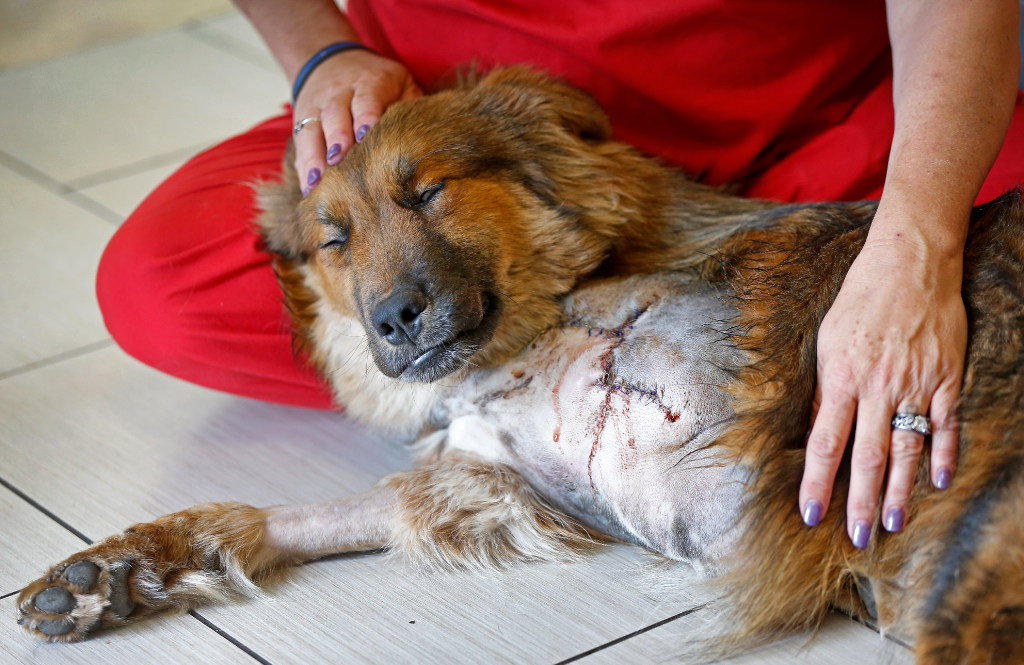 Shot in the leg, this dog had little hope until rescue groups stepped in