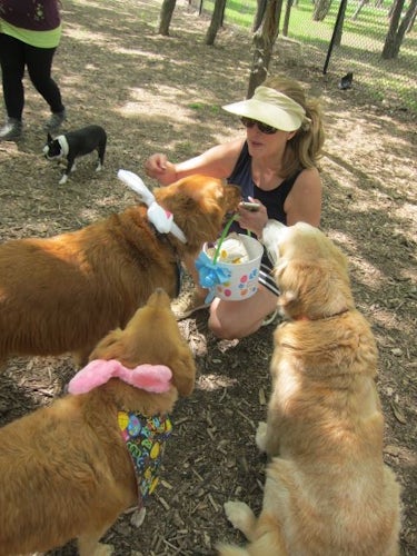 golden retriever puppies 500 dollars about town sniffing out treats and more things to do pets dallas news golden retriever puppies 500 dollars about town sniffing out treats and more things to do pets dallas news