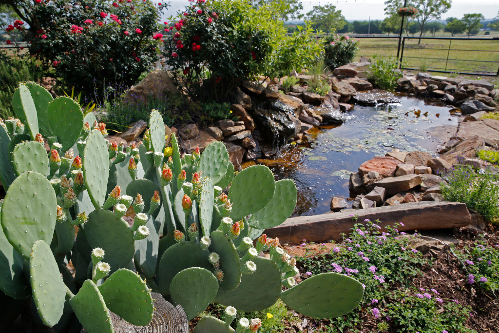 Get a taste of country life on Celina's annual tour of farms, ranches