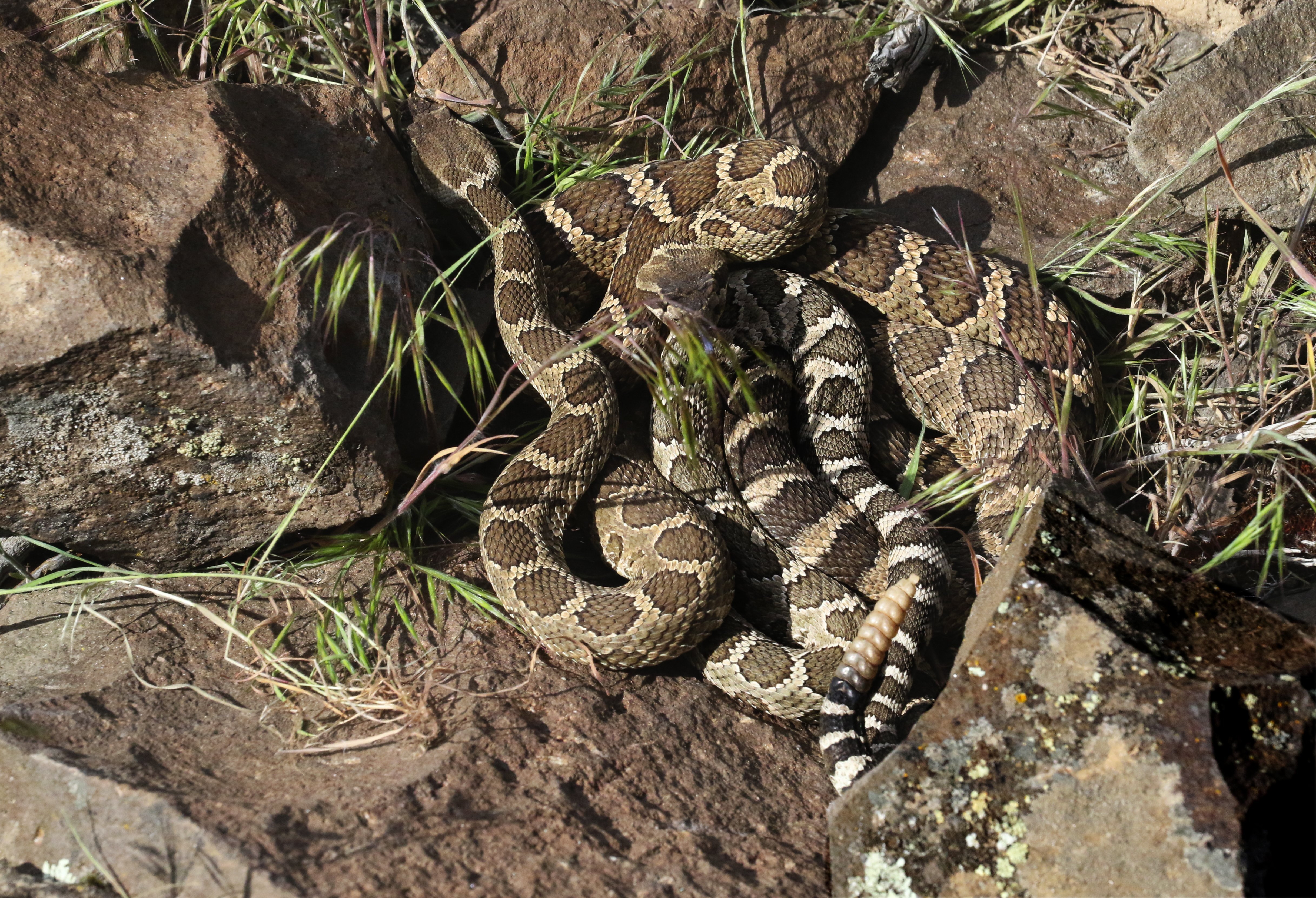 5 Ways Snakes Can Slither Into Your Texas Home