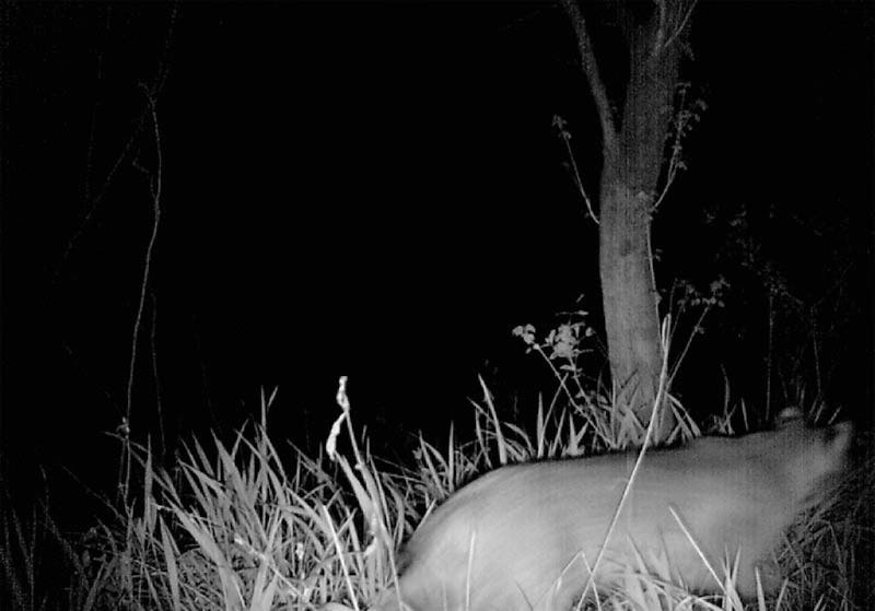 A 2015 photo from a game camera required an on-site visit from urban wildlife expert Chris Jackson to conclude whether it shows a mountain lion or a bobcat. (David Walker/DFWUrbanWildlife.com)