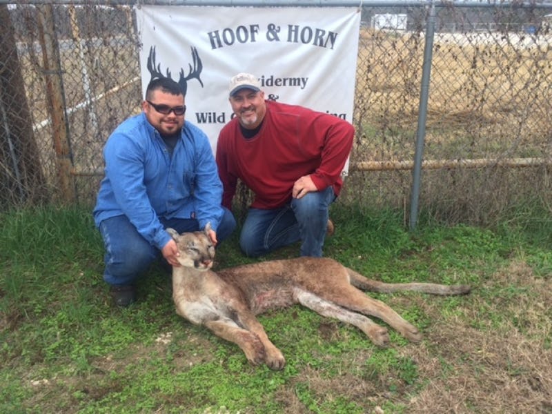 Wesley Monk (left) shot a mountain lion while deer hunting in Somervell County, about 50 miles southwest of Fort Worth, in October 2014. With him was Steve Leech, a taxidermist with Hoof and Horn Taxidermy of Glen Rose. (Steve Leech)