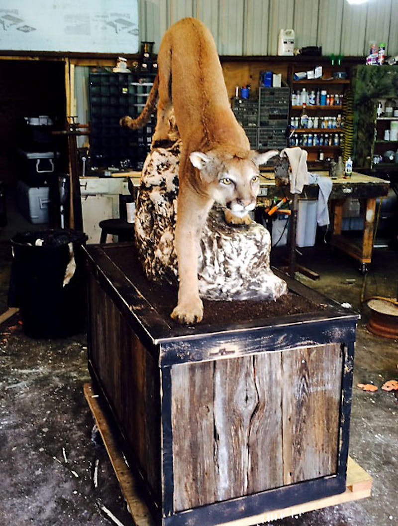 A taxidermist in Glen Rose mounted this mountain lion that Wesley Monk shot and killed in October 2014 while deer hunting in Somervell County, about 50 miles southwest of Fort Worth. A game warden said at the time that it was the first mountain lion killed in the area in a dozen years. (Steve Leech)