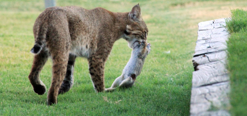 How to keep bobcats from killing your pets