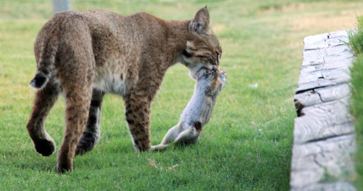 How to keep bobcats from killing your pets Pets Dallas News