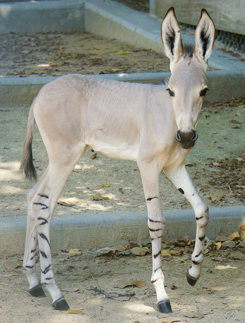 Dallas Zoo welcomes 2 extremely rare Somali wild ass foals