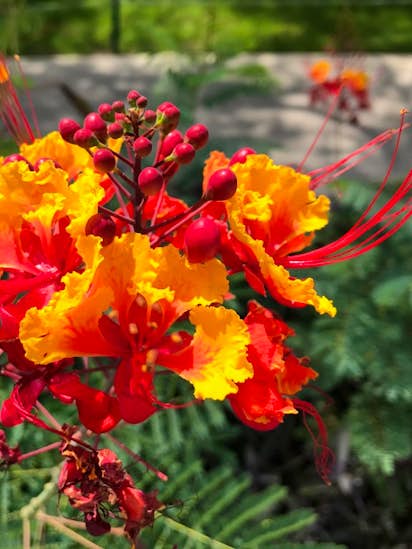 This Beautiful Tropical Plant From Barbados Is A Great Addition To This Beautiful Tropical Plant From Barbados Is A Great Addition To Texas Gardens
