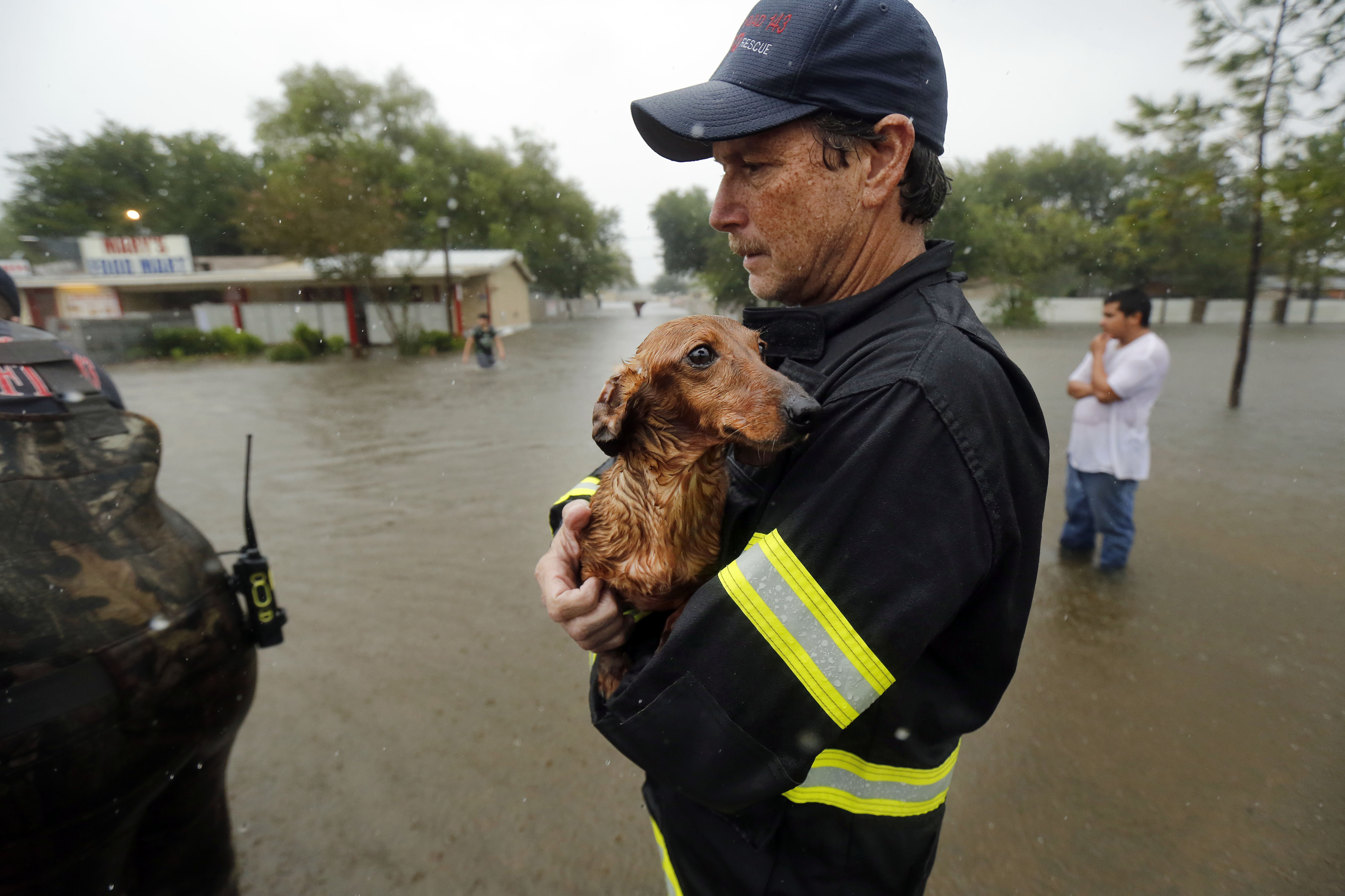 County Road 143 Volunteer Fire Department Marcelo DeLeon holds a dachshund as others rescue homeowners from the flooded Pearland Acres Mobile Home Community in Pearland, Texas, Sunday, August 27, 2017.(Tom Fox/Staff Photographer)
