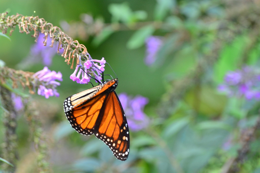 Monarch butterflies disappearing from western U.S. , researchers say