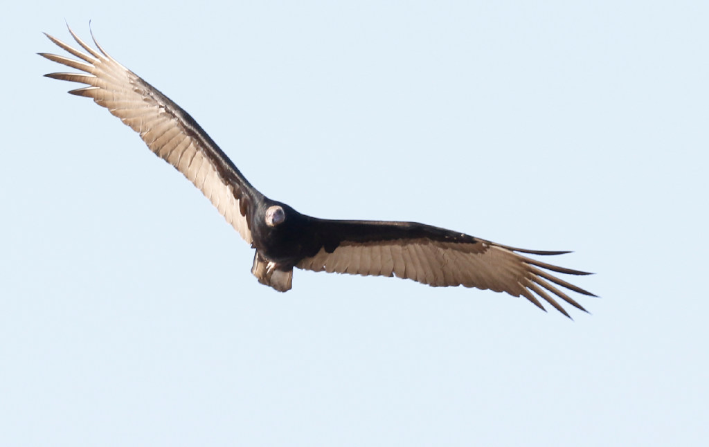 What to know about vultures in North Texas during spring nesting season