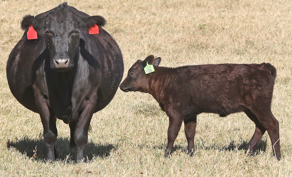 How one local Wagyu cattle ranch became a goto beef source for Dallas