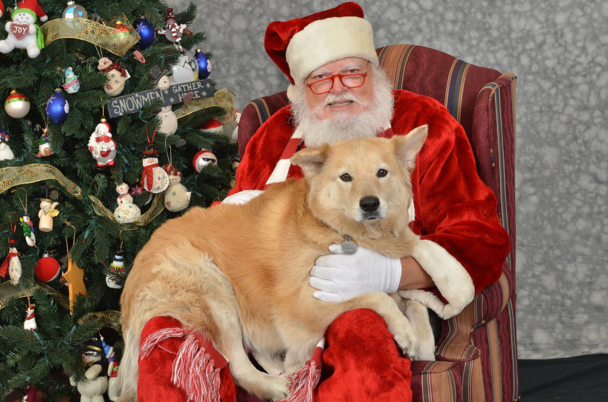 Dog About Town Catching Up With Santa And More Things To Do Pets