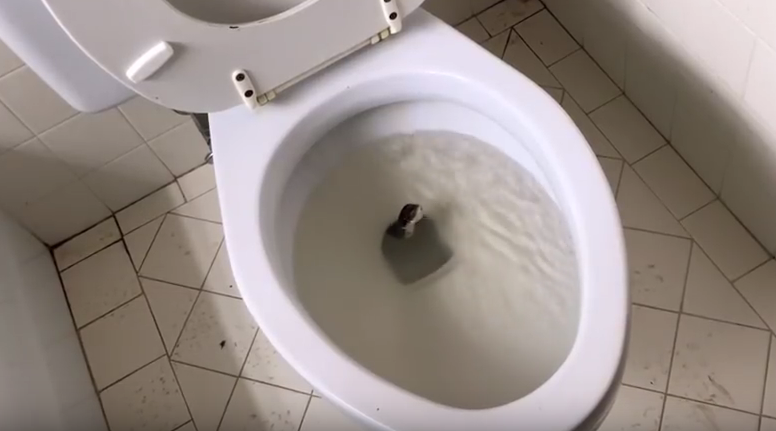 SNAKE IN TOILET!, JesseAndMike Wiki