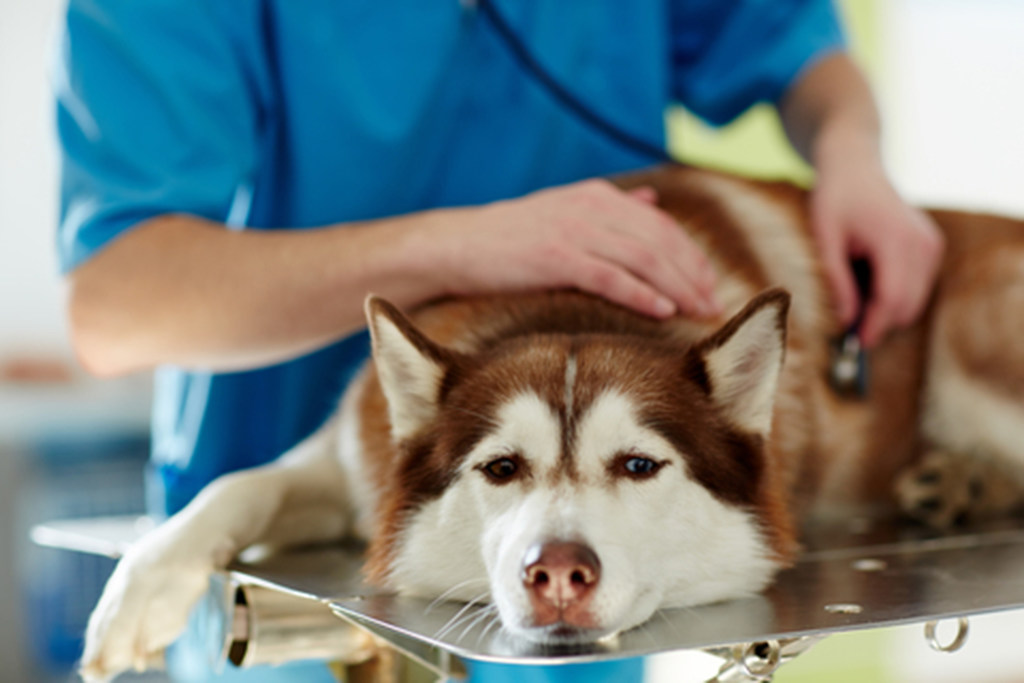 Walmart ol roy dog food clearance recall