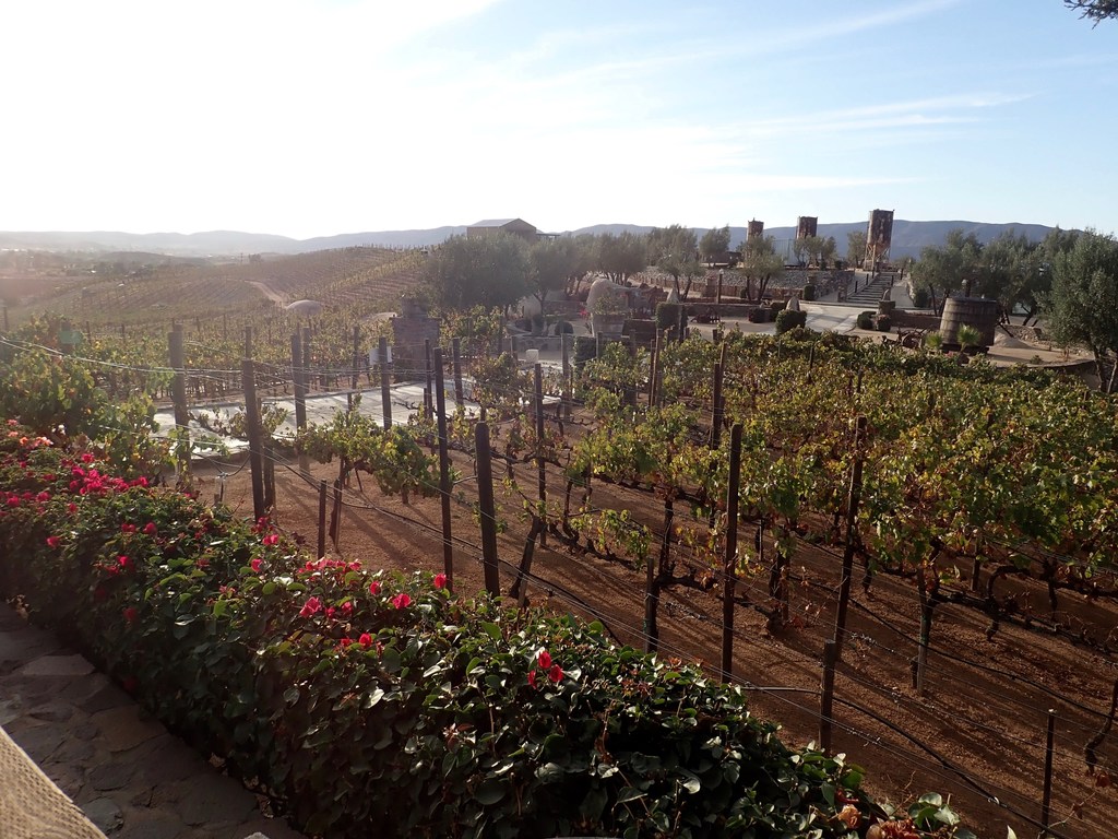 Mexico's wine country is a foodie paradise spiced with tastings in Baja