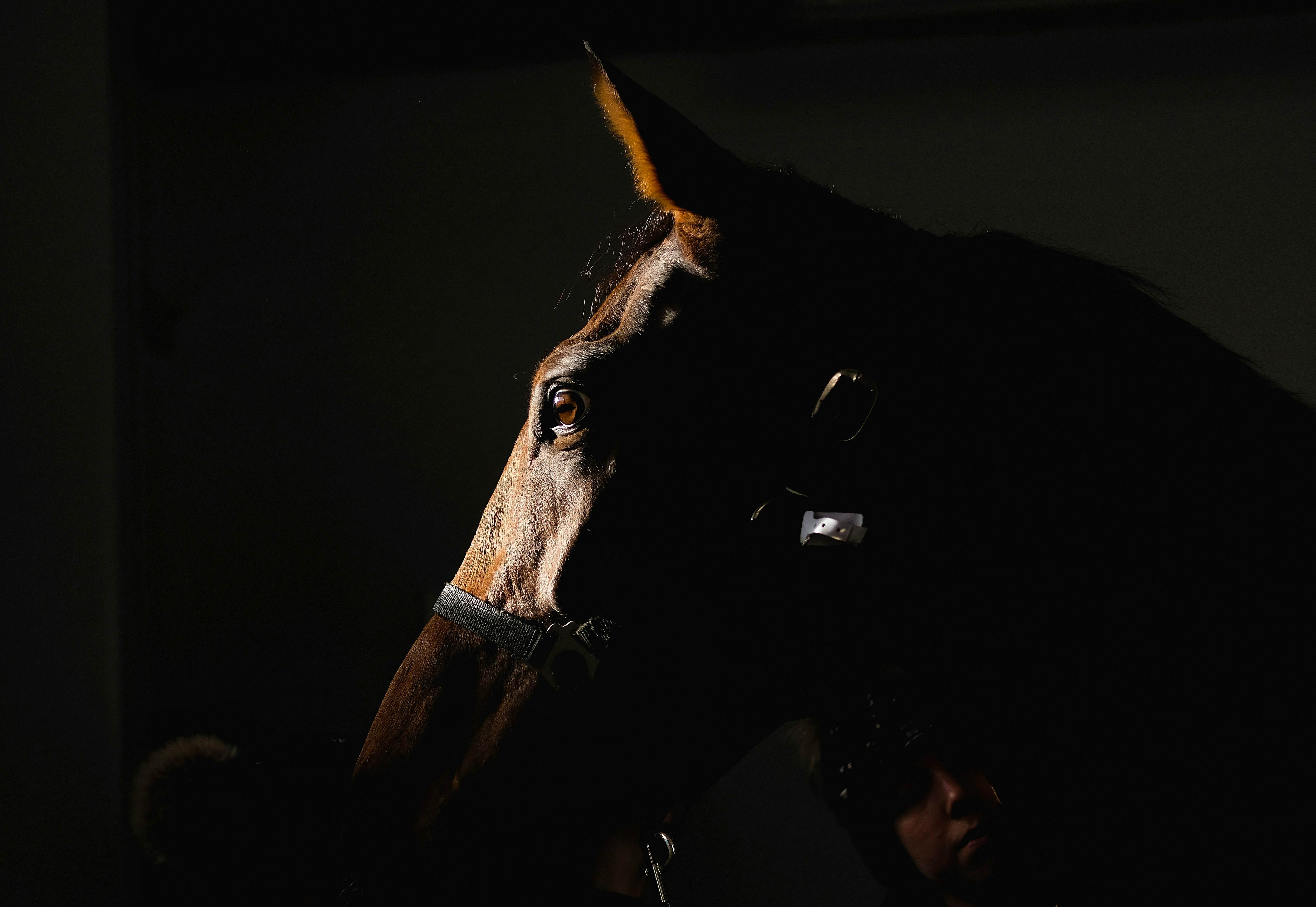Farewell To The Horse Explains How Much These Animals