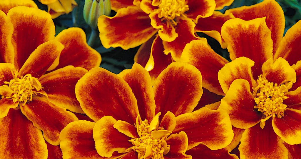 Image result for Why heat-tolerant marigolds are perfect for Texas gardens