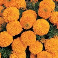 African Marigold 'Inca II Orange'&nbsp;(Ball Horticultural)