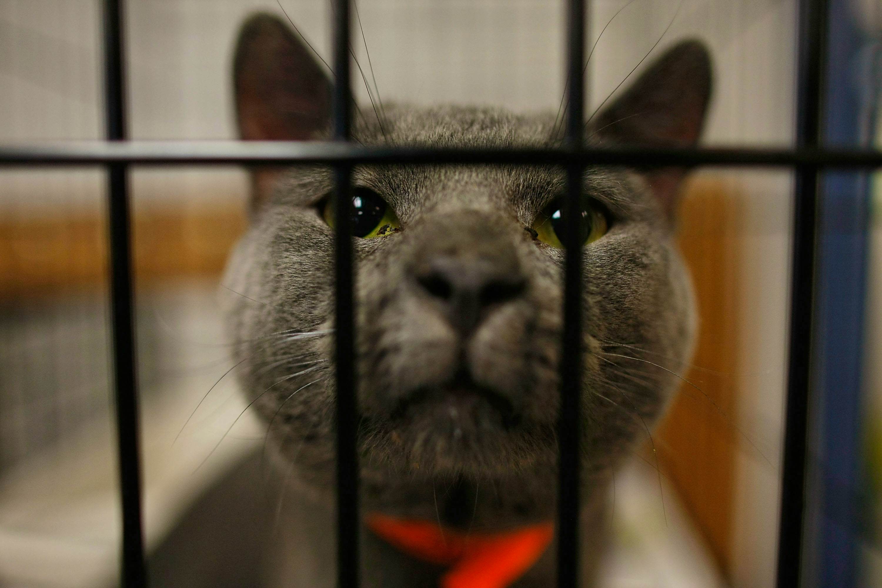  Texas  cat  cafe  ordered to keep 54 felines away from 