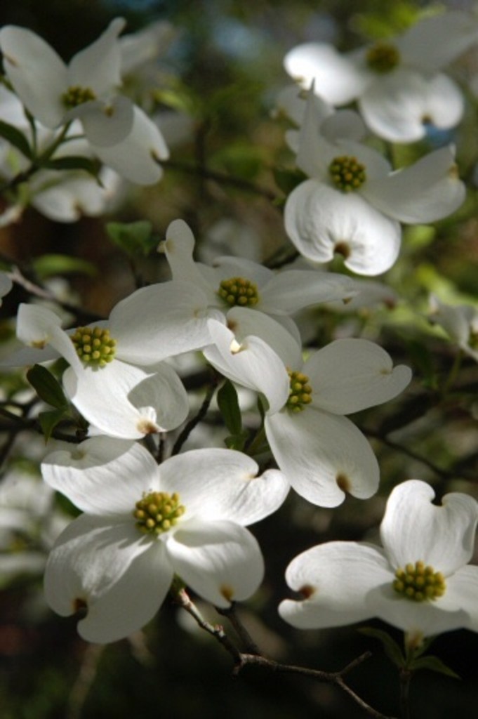 Are Dogwood Trees Endangered