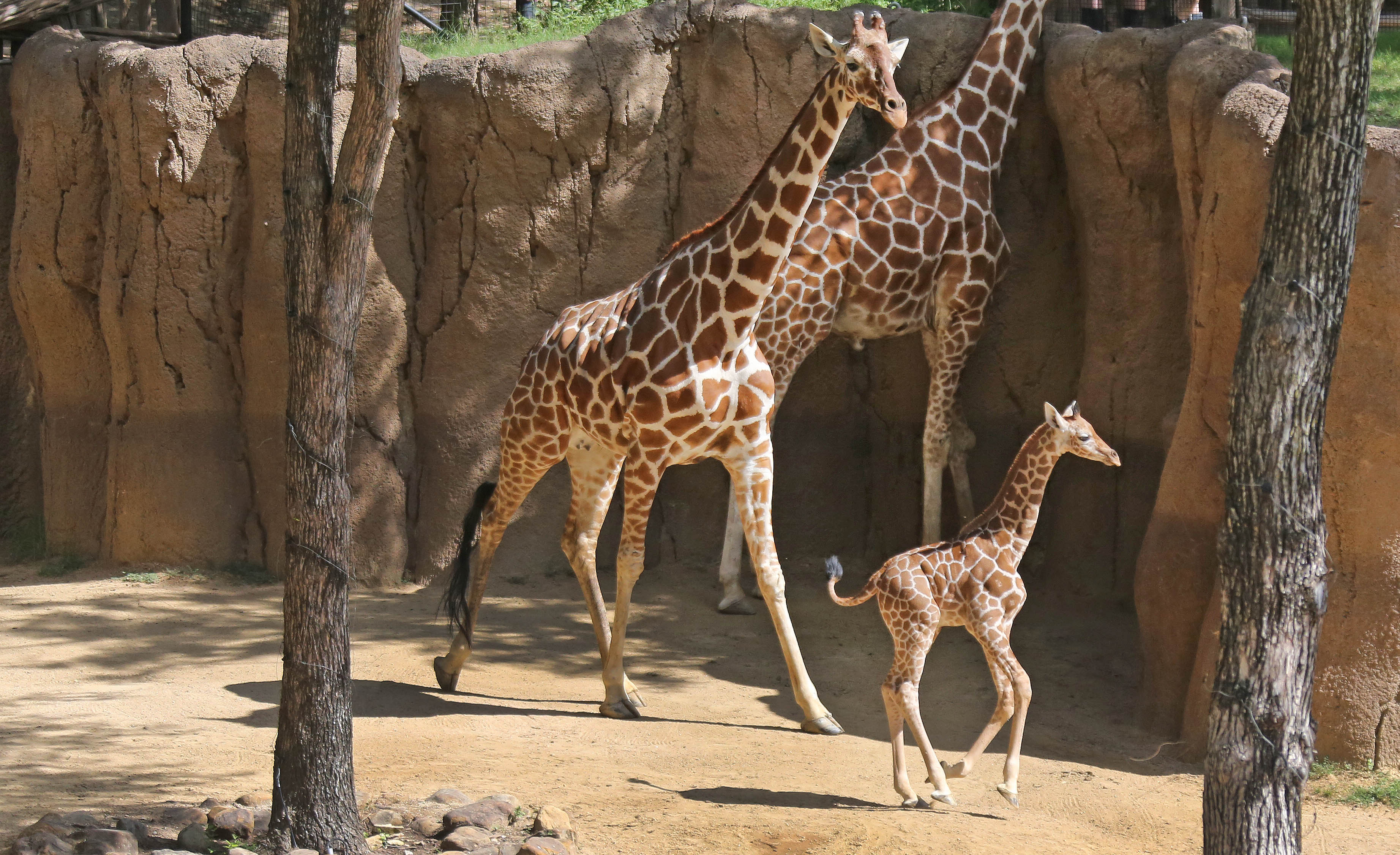 Watch Baby giraffe Witten hits high speed in his debut at Dallas Zoo Dallas Zoo Dallas News