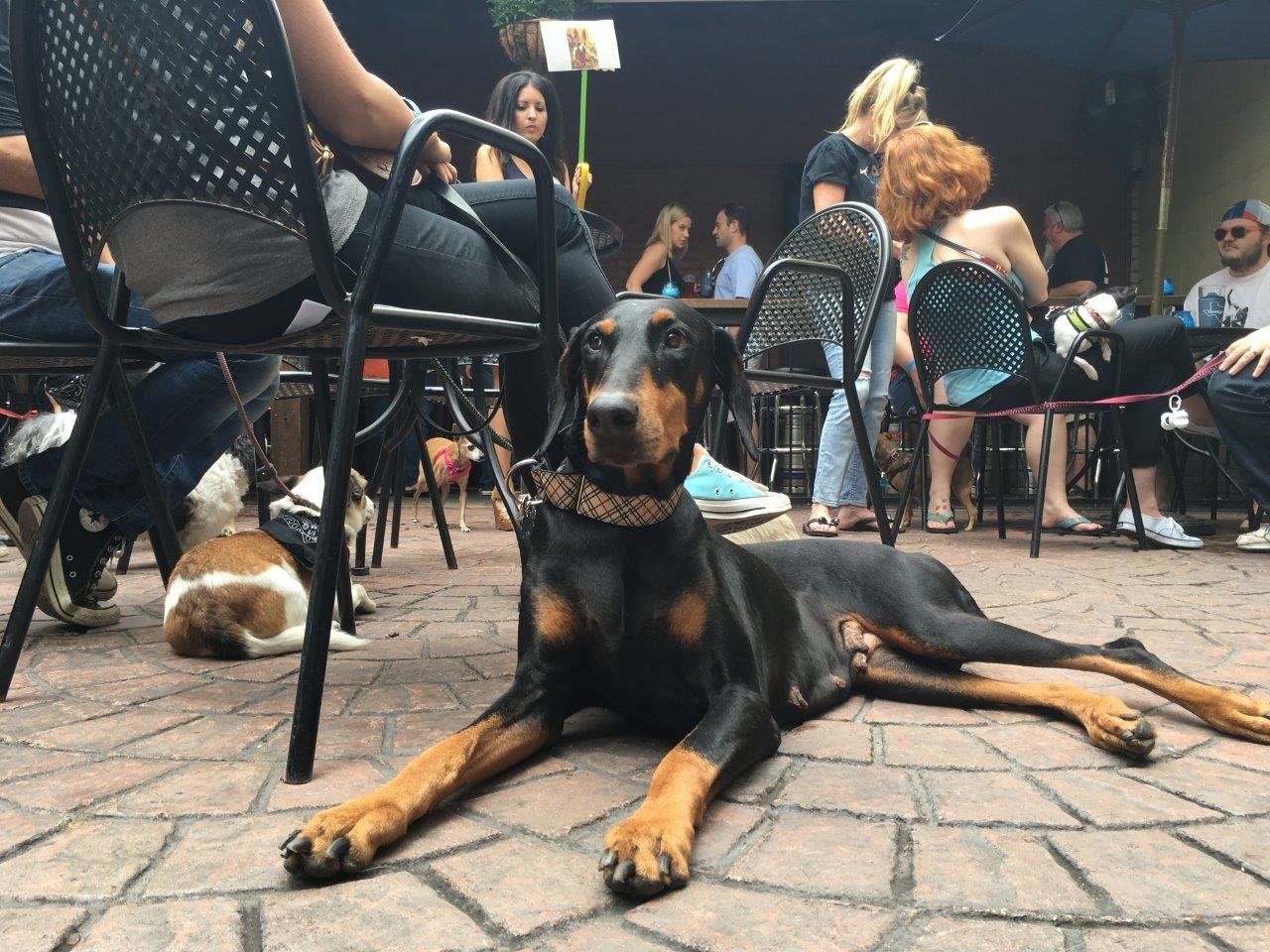 Dog About Town Stroll And Sip With Your Pooch This Weekend Pets