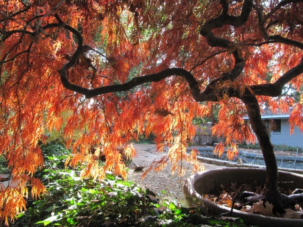 How To Choose The Right Maple Tree For North Texas